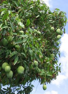 wild fruit in kalalau